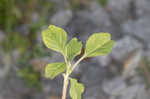 Purple amaranth